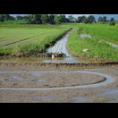 Der Reisanbau erfordert ein komplexes Wassermanagement